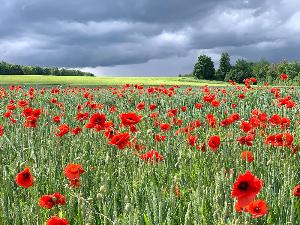 Schneebergrunde mit Mohn
