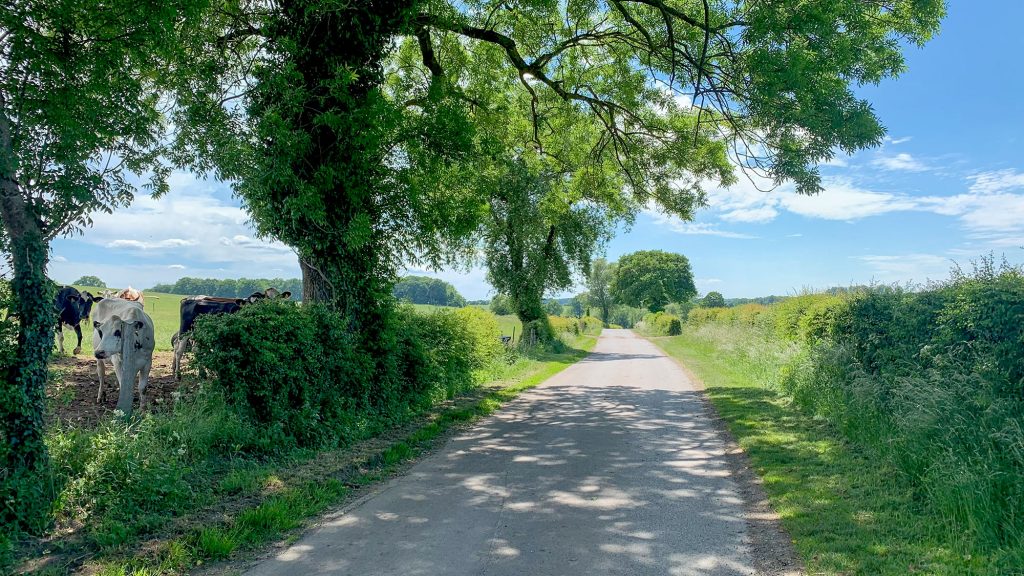 Foto vom Radweg der Kinkebahn mit Kühen
